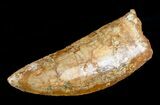 Large Inch Carcharodontosaurus Tooth #4200-2
